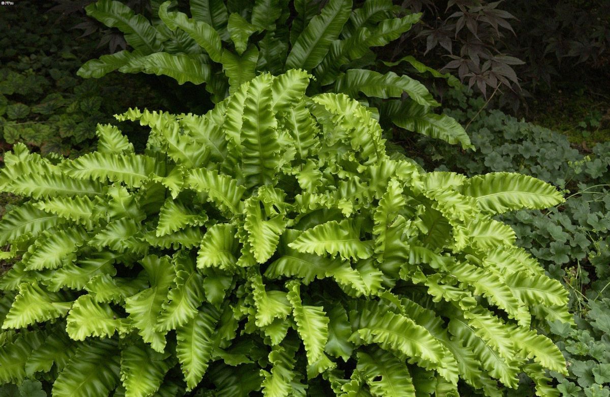 Hirschzunge Crispa Hirschzunge Crispa