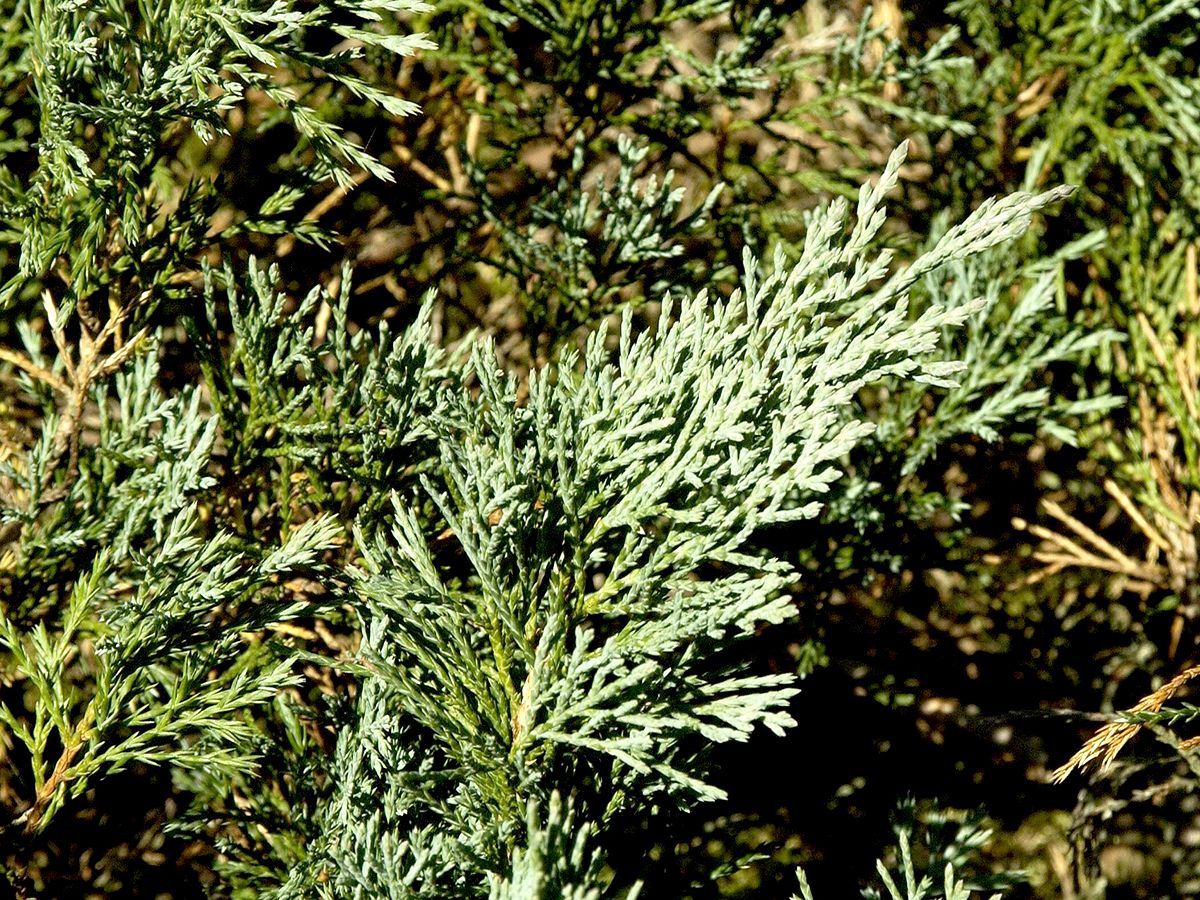 Kriechwacholder Wiltonii Kriechwacholder Wiltonii