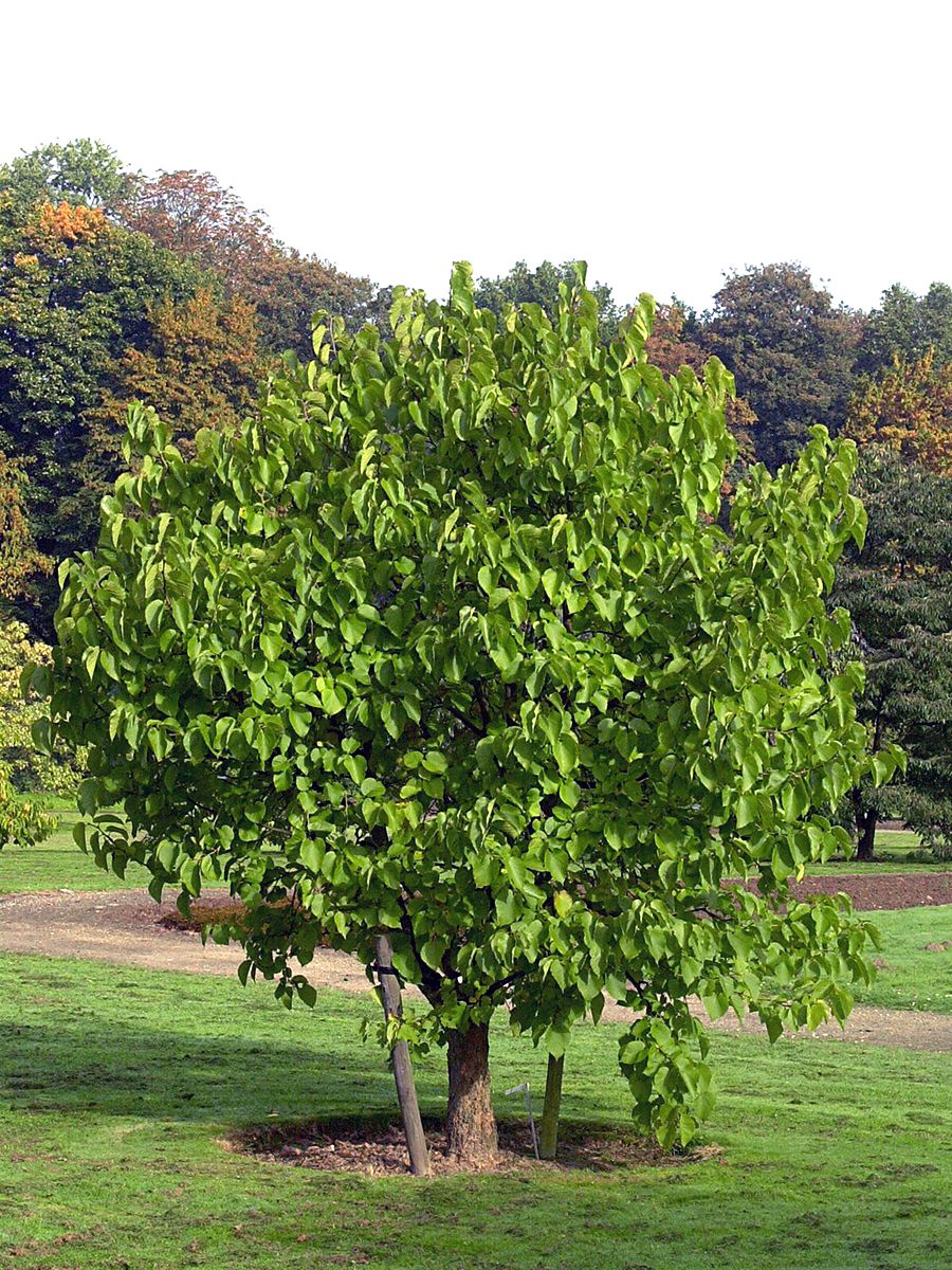 Schwarzer Maulbeerbaum Schwarzer Maulbeerbaum