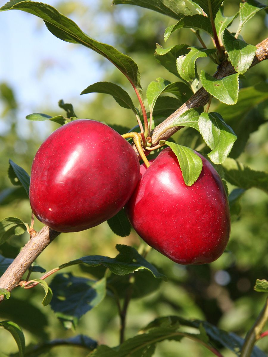 Pflaume Ruby Säulenpflaume