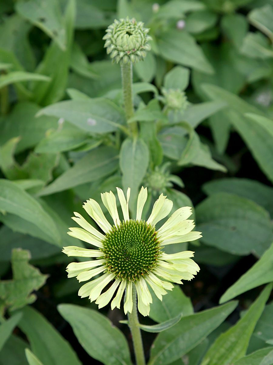 Sonnenhut Green Jewel