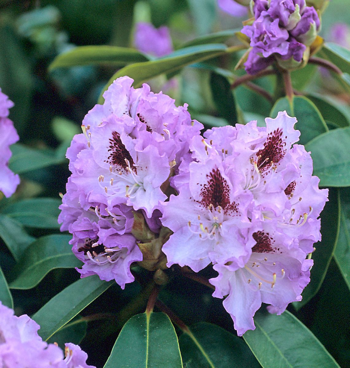 Rhododendron Blue Peter
