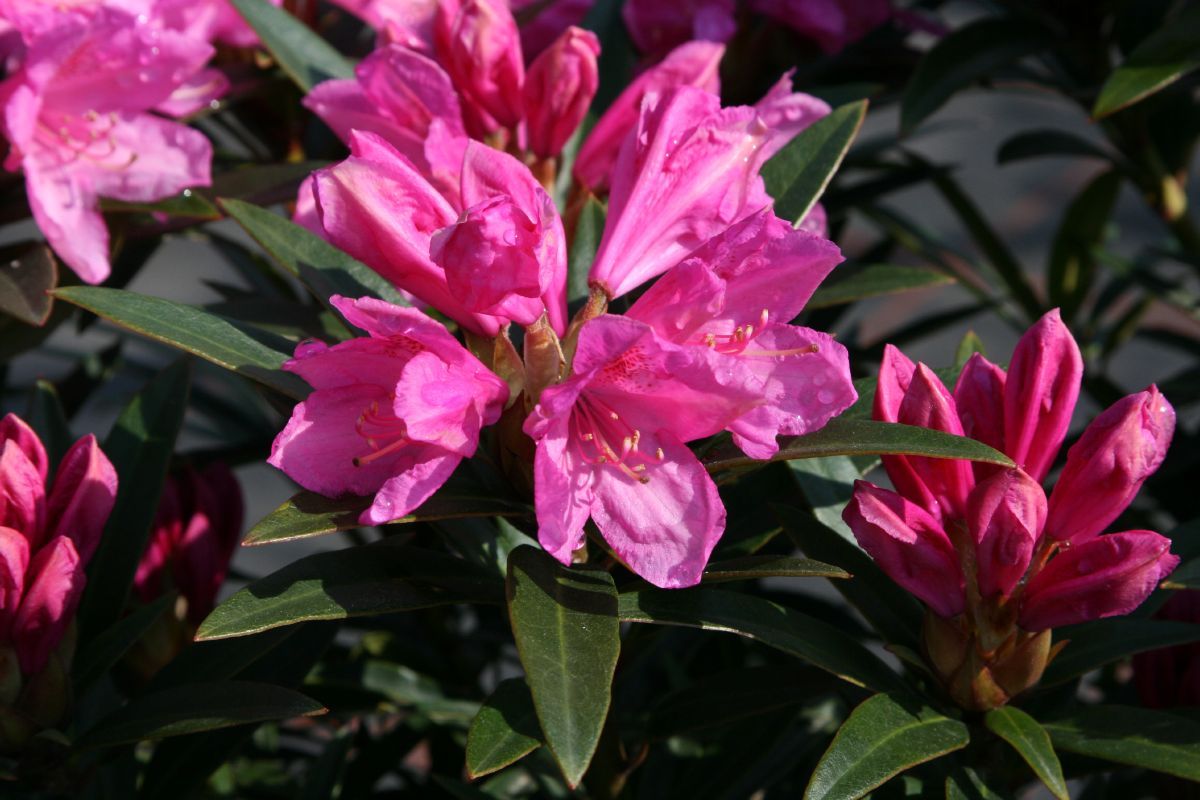 Rhododendron Graziella Rhododendron Graziella