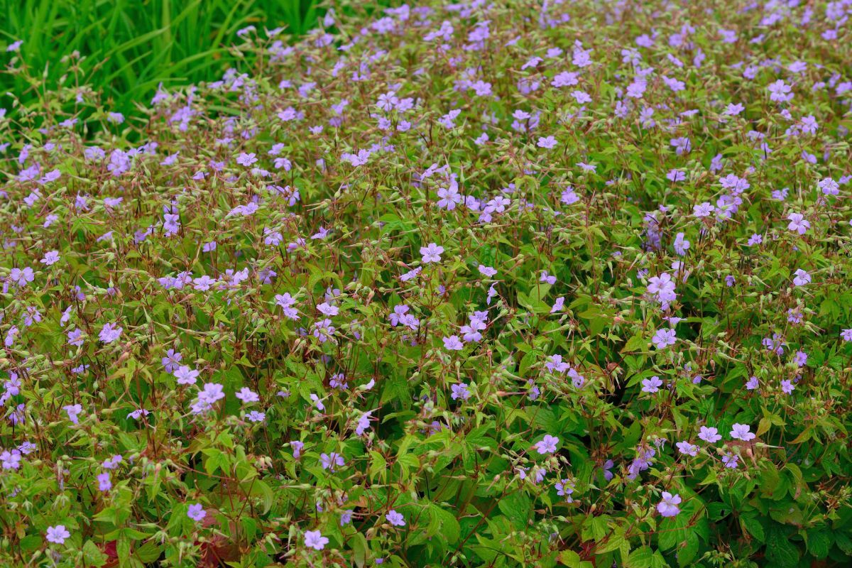 Knotiger Storchschnabel Knotiger Storchschnabel