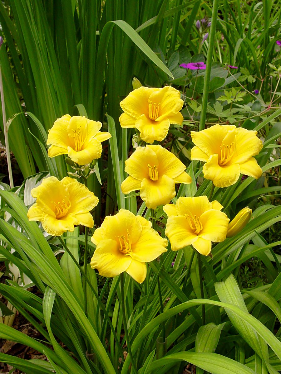 Taglilie Stella de Oro Taglilie Stella de Oro