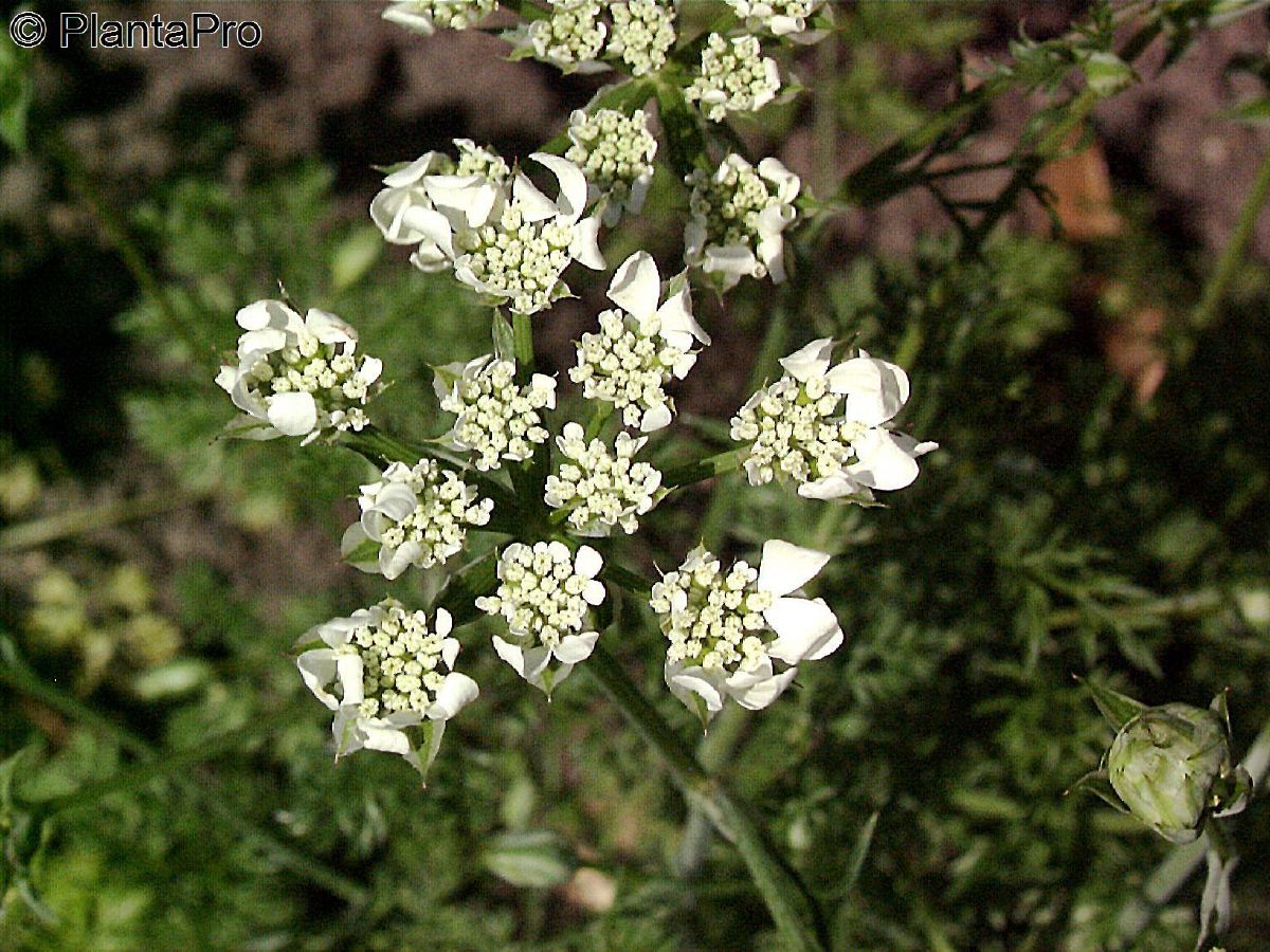 Grossblütiger Breitsame, Strahlenbreitsame