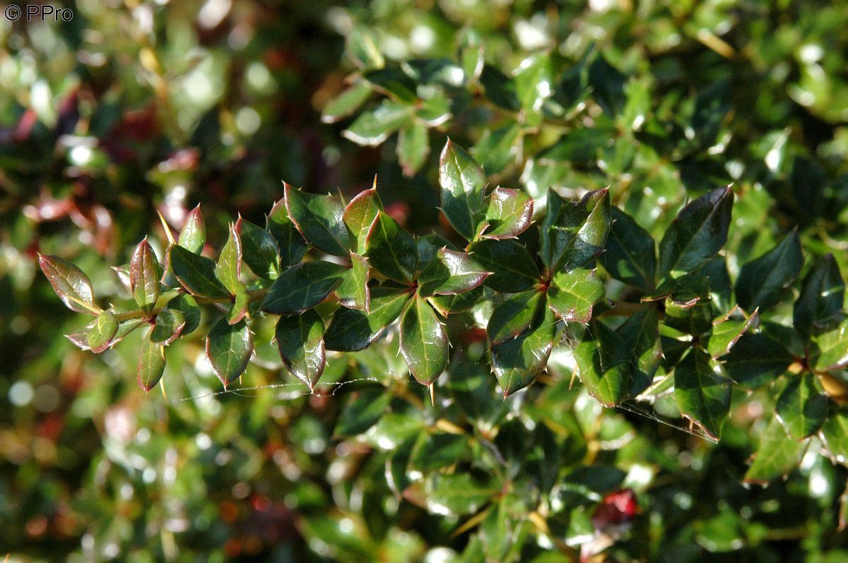 Berberitze Berberitze