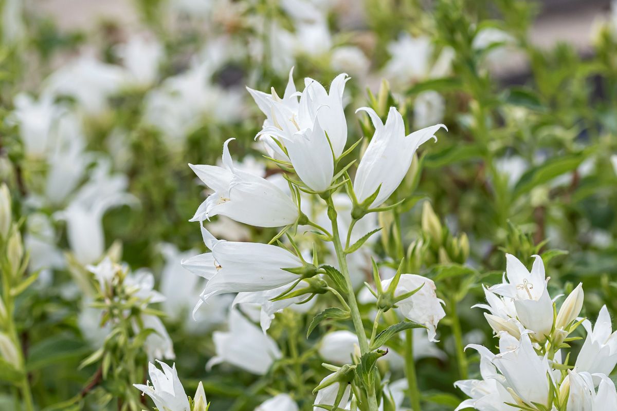 Breitblättrige Waldglockenblume Alba