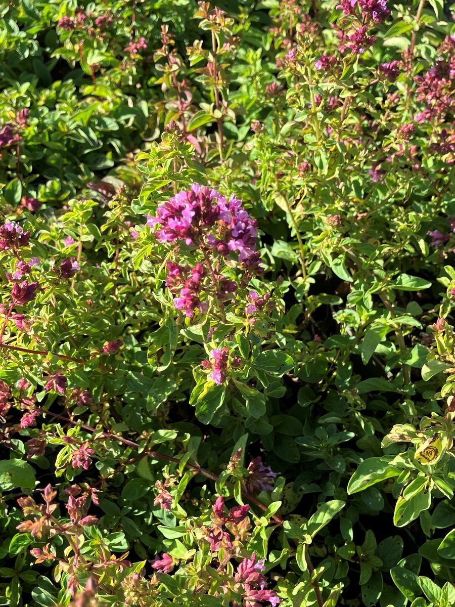 Dost Hopfenblüte