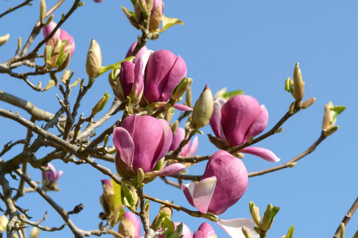 Tulpenmagnolie Lennei Tulpenmagnolie Lennei