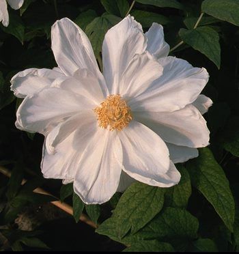 Strauchpfingstrose Godaischu
