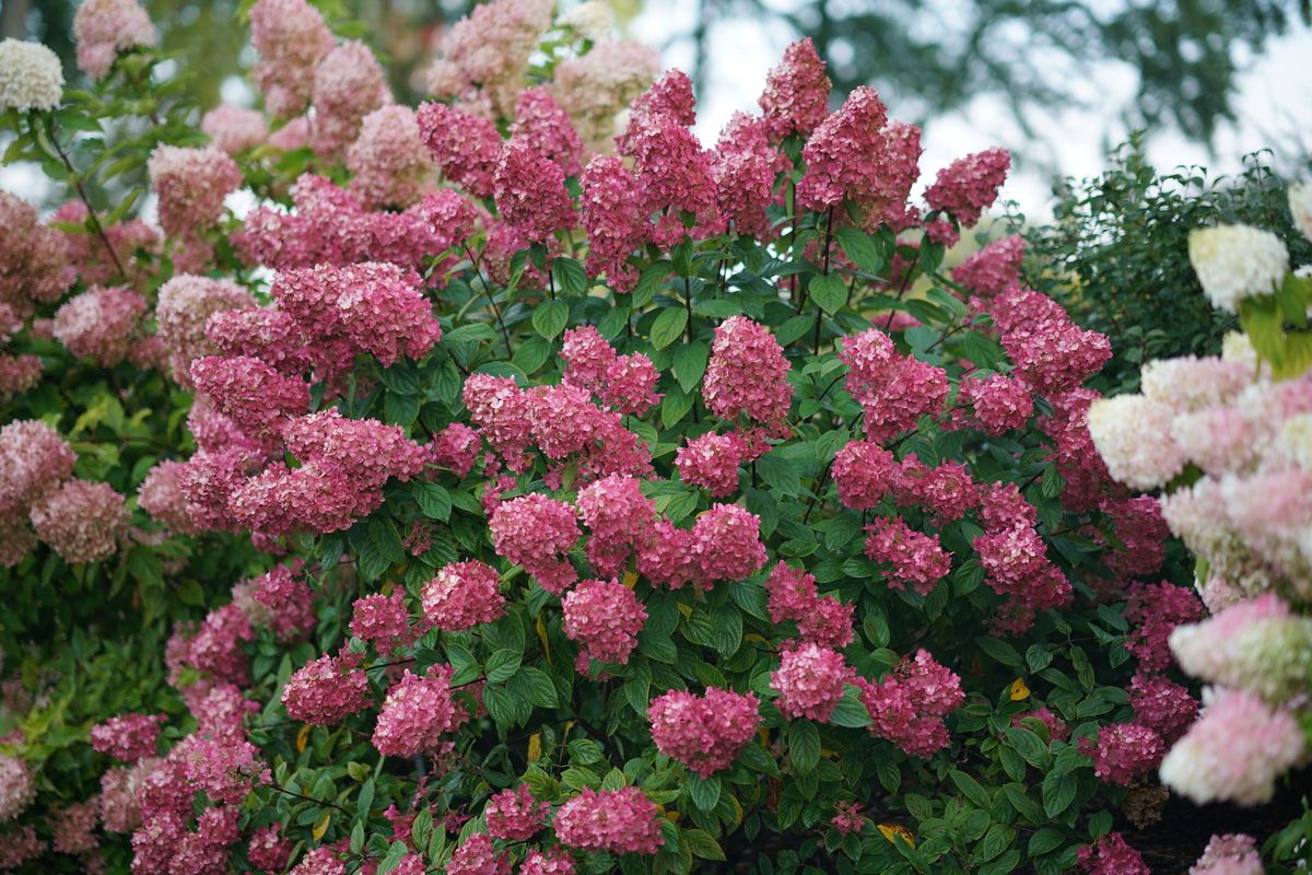 Rispenhortensie Fire Light®, Hydrangea paniculata Fire Light
