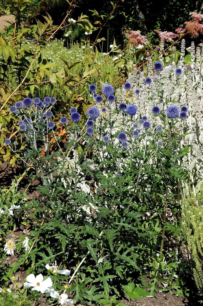 Kugeldistel Blue Globe