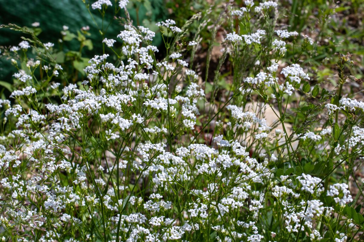 Färberwaldmeister Färberwaldmeister