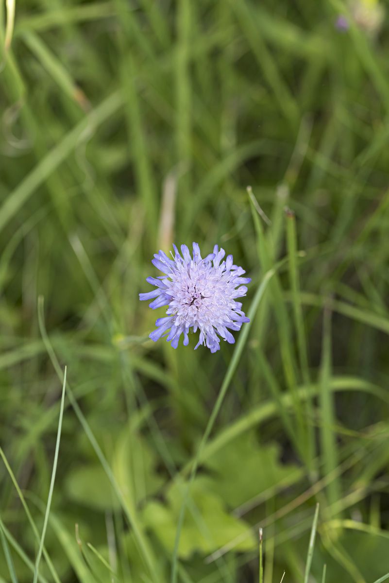 Feldwitwenblume
