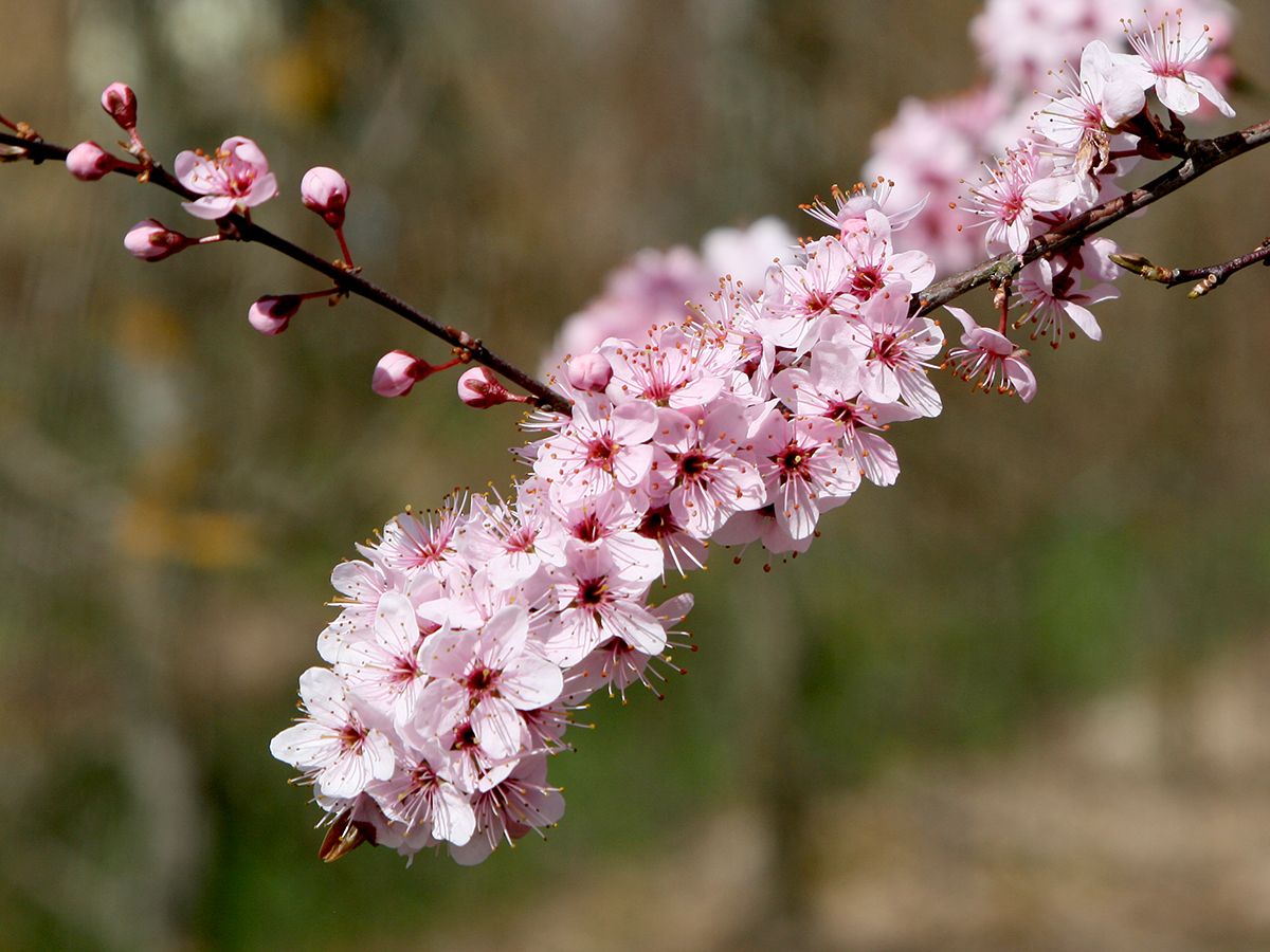 Rotblättriger Schlehdorn Rosea Rotblättriger Schlehdorn Rosea