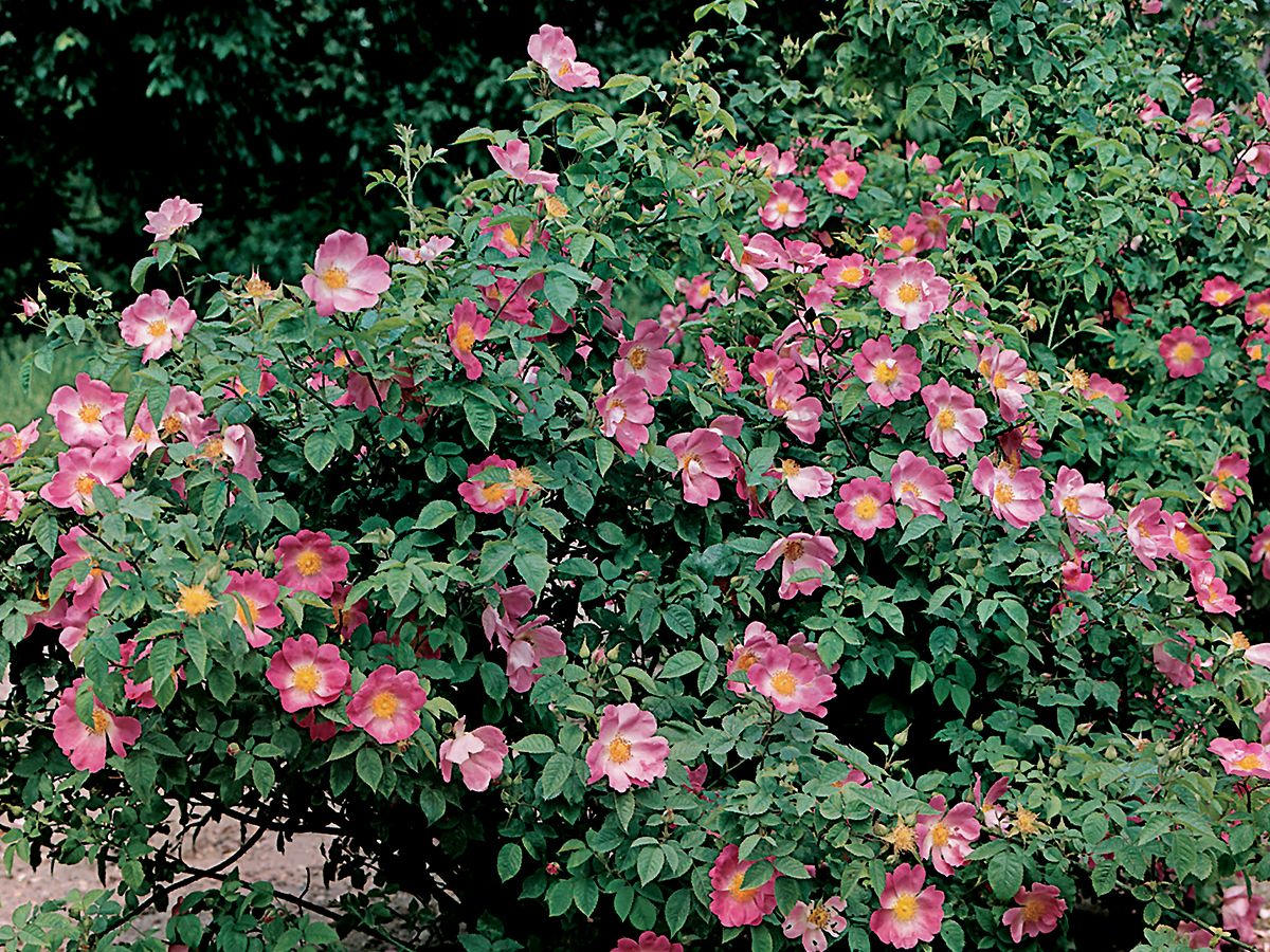 Rosa gallica Officinalis Strauchrose/Historische Rose («Apothekerrose», anspruchslos, leichter Duft) Rosa gallica Officinalis Strauchrose/Historische Rose («Apothekerrose», anspruchslos, leichter Duft)