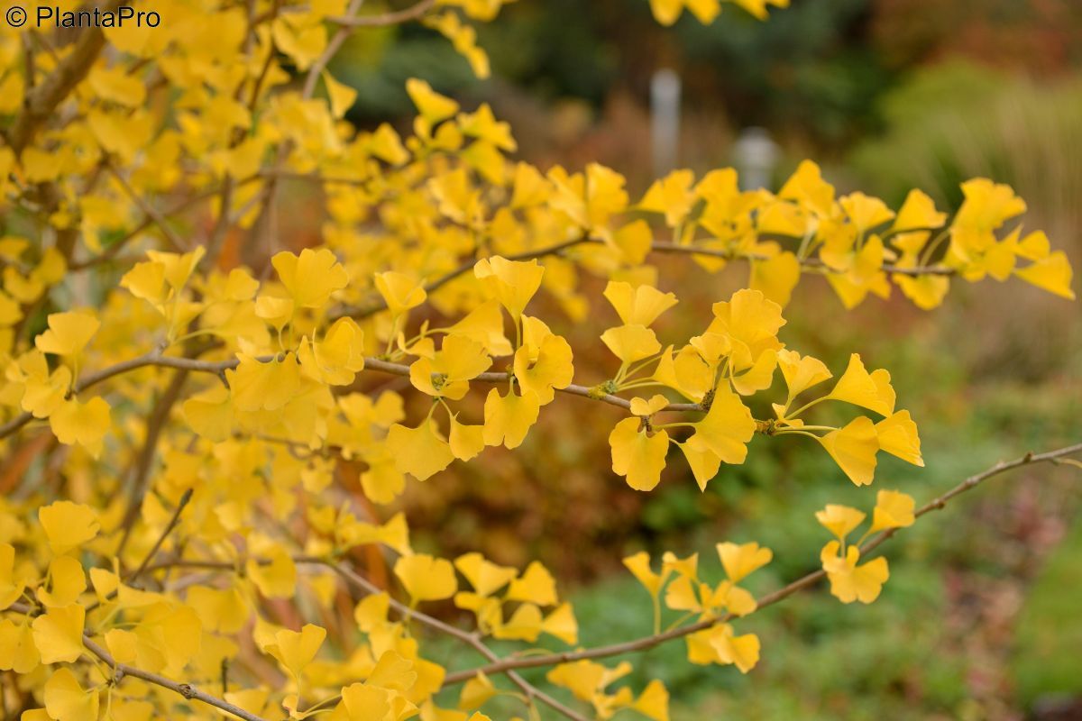 Ginkgo Tit Ginkgo Tit