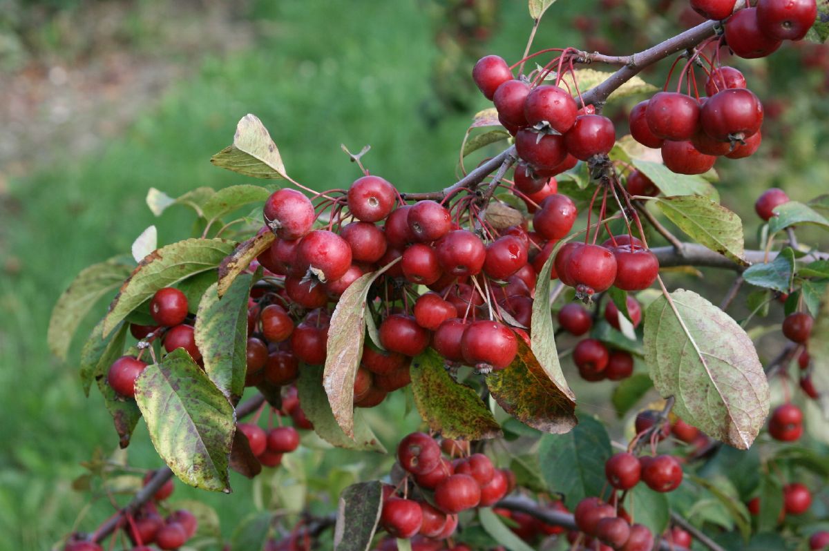 Zierapfel Evereste® Zierapfel Evereste®