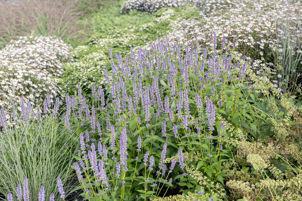 Duftnessel Fortune Duftnessel Fortune