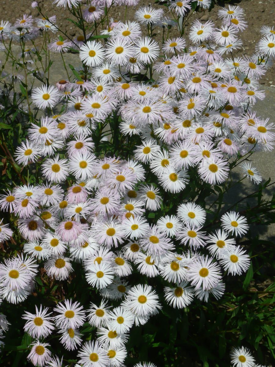 Berufskraut, Feinstrahl Sommerneuschnee Berufskraut, Feinstrahl Sommerneuschnee