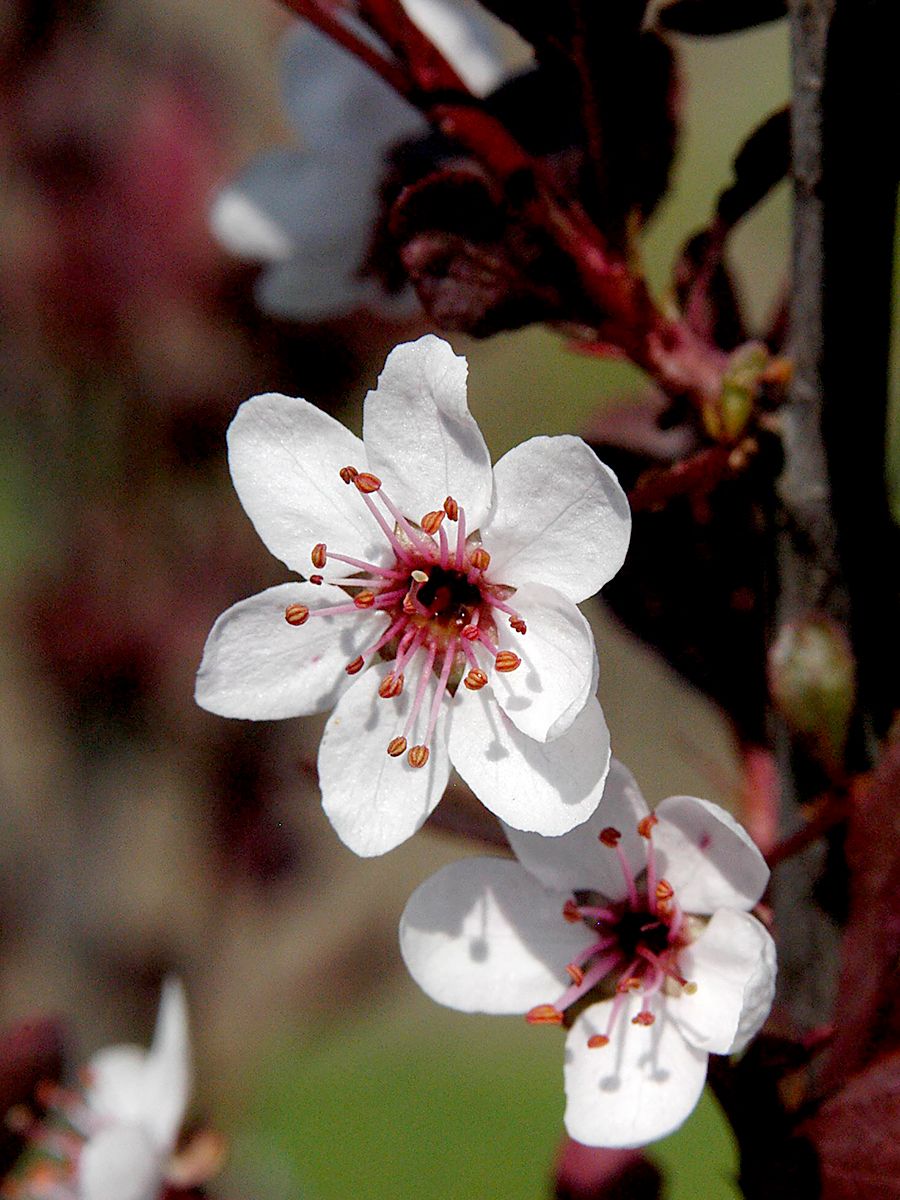 Zwergblutpflaume Zwergblutpflaume