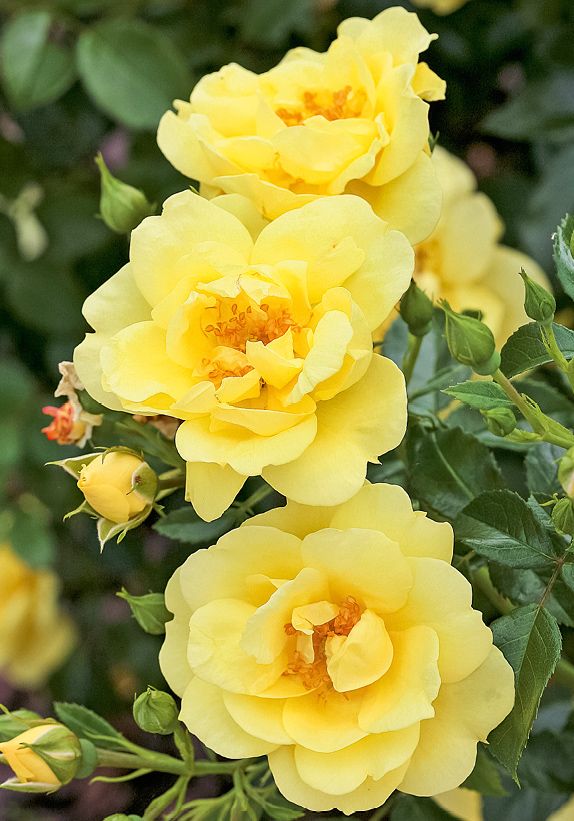 Loredo® ADR 2001 Boden- und flächendeckende Rose (anspruchslos) Loredo® ADR 2001 Boden- und flächendeckende Rose (anspruchslos)