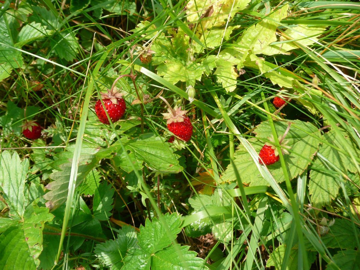 Walderdbeere Walderdbeere