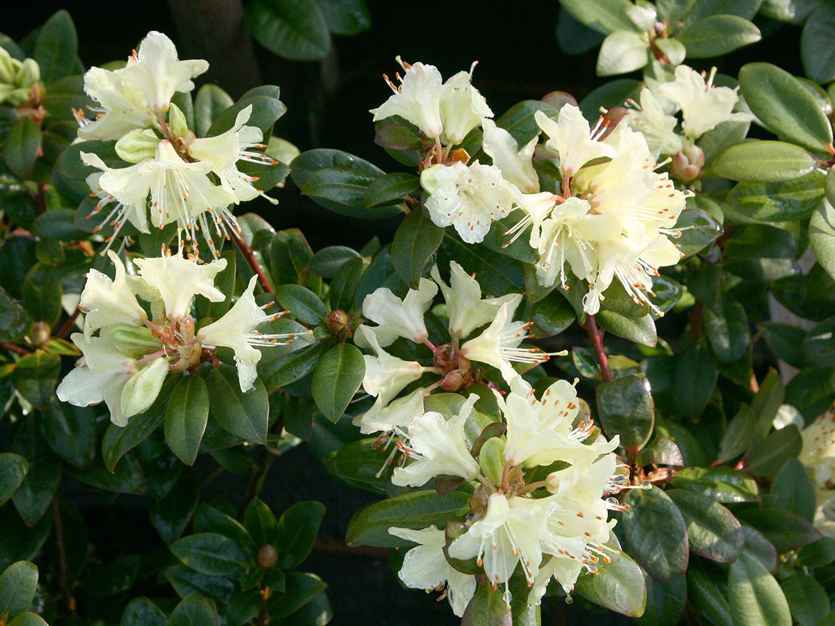 Zwergrhododendron Princess Anne