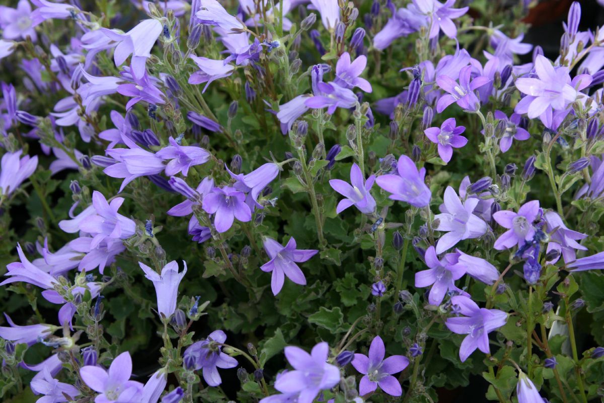 Dalmatiner Glockenblume
