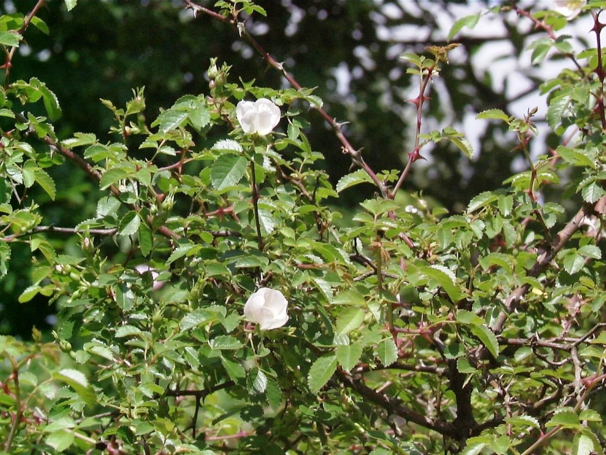 Kleinblütige Rose