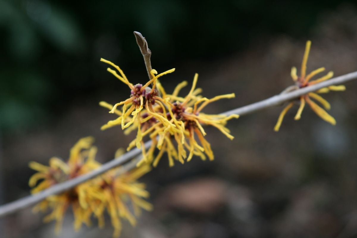 Zaubernuss Aphrodite Zaubernuss Aphrodite