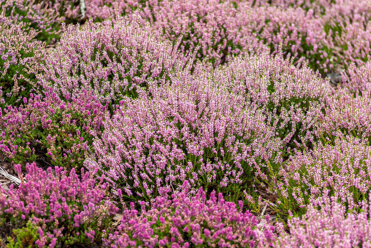 Besenheide Anette(S) Besenheide Anette(S)