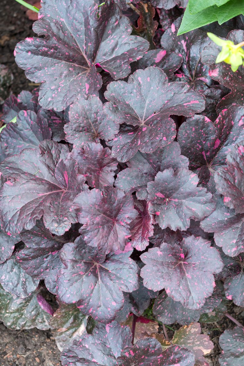 Purpurglöckchen Midnight Rose®
