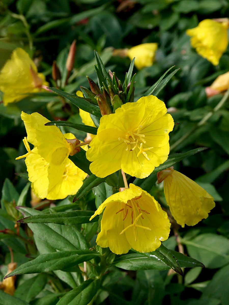 Nachtkerze Sonnenwende