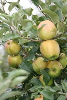 Pumilio Apfel Zwergapfel (anspruchslos) Pumilio Apfel Zwergapfel (anspruchslos)