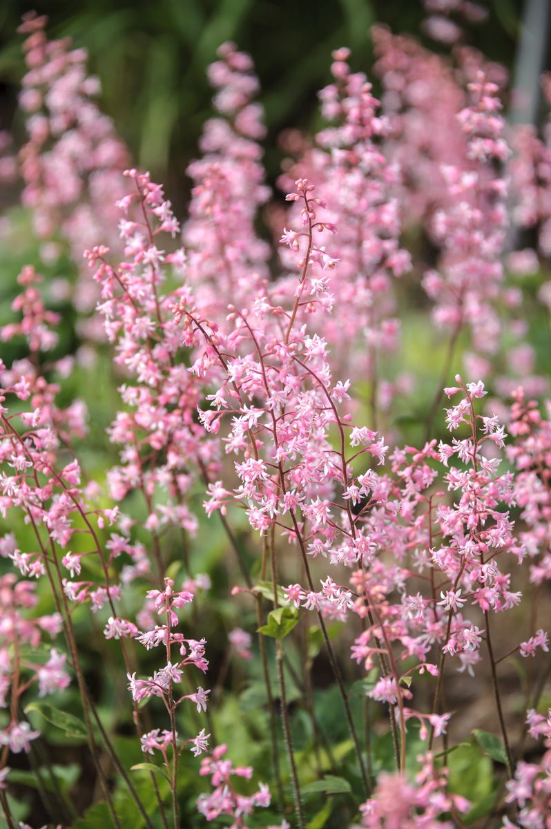 Silberglöckchen Bridget Bloom Silberglöckchen Bridget Bloom