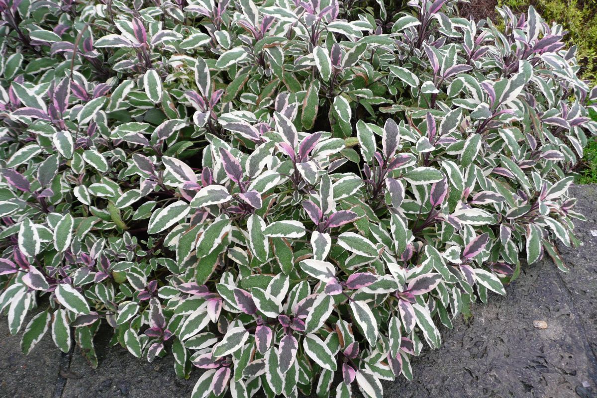 Dreifarbiger Salbei Tricolor