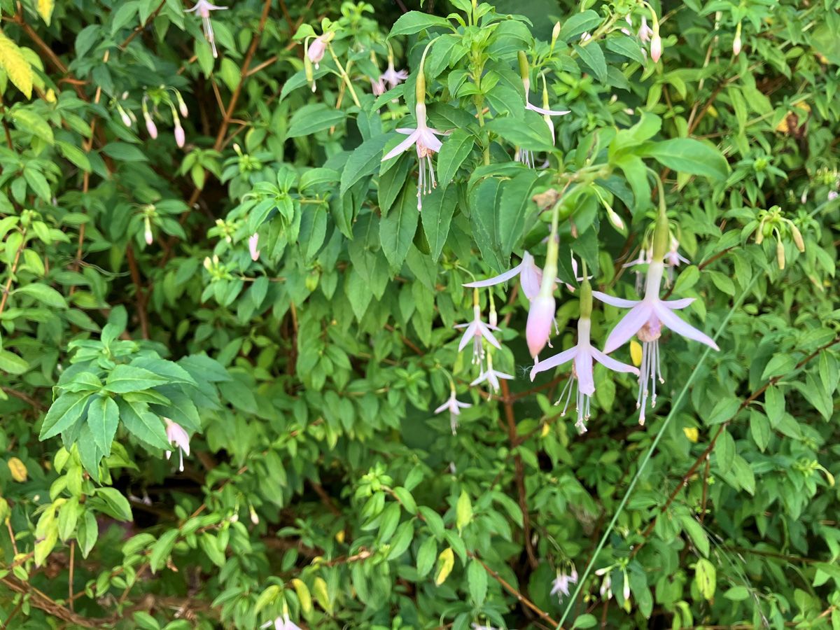 Freiland-Fuchsie Molinae