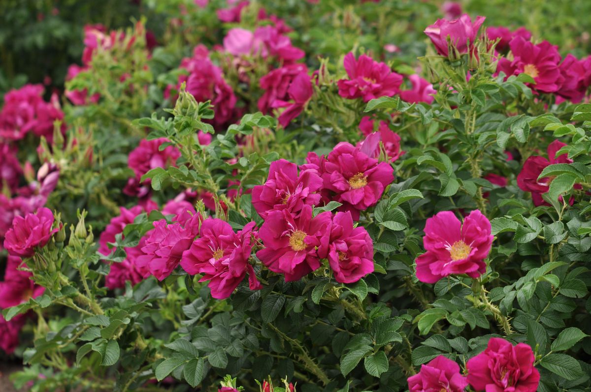 Purple Aurora® Strauch-/ Kartoffelrose