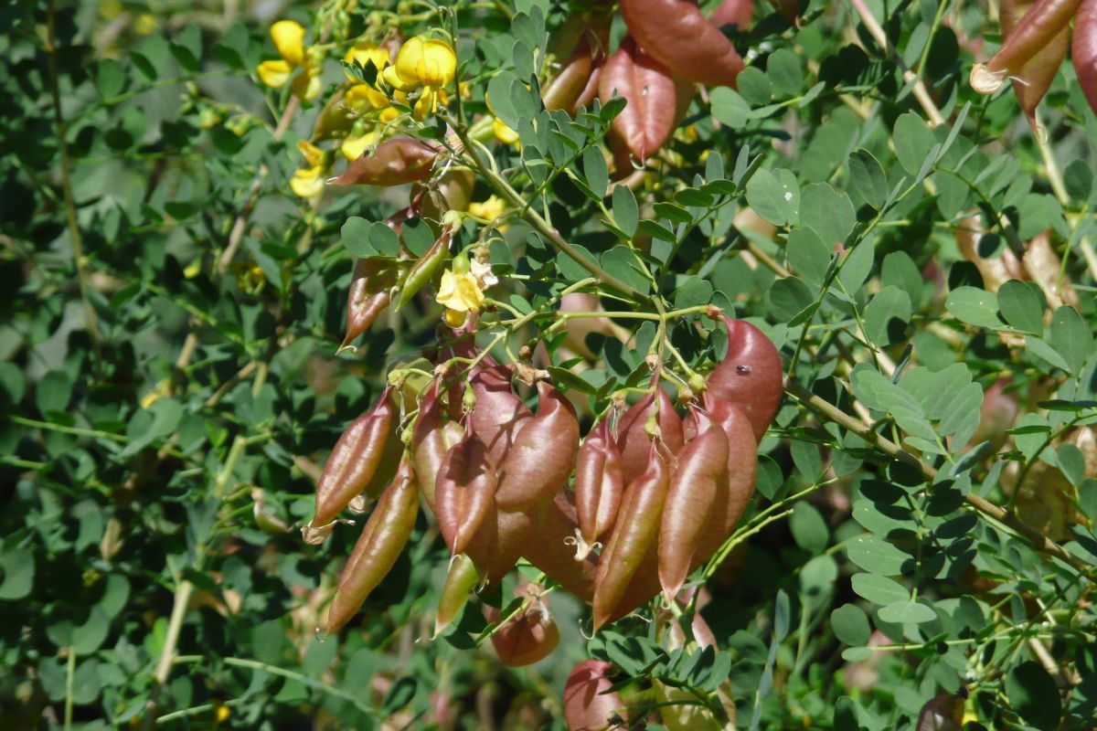 Blasenstrauch Blasenstrauch