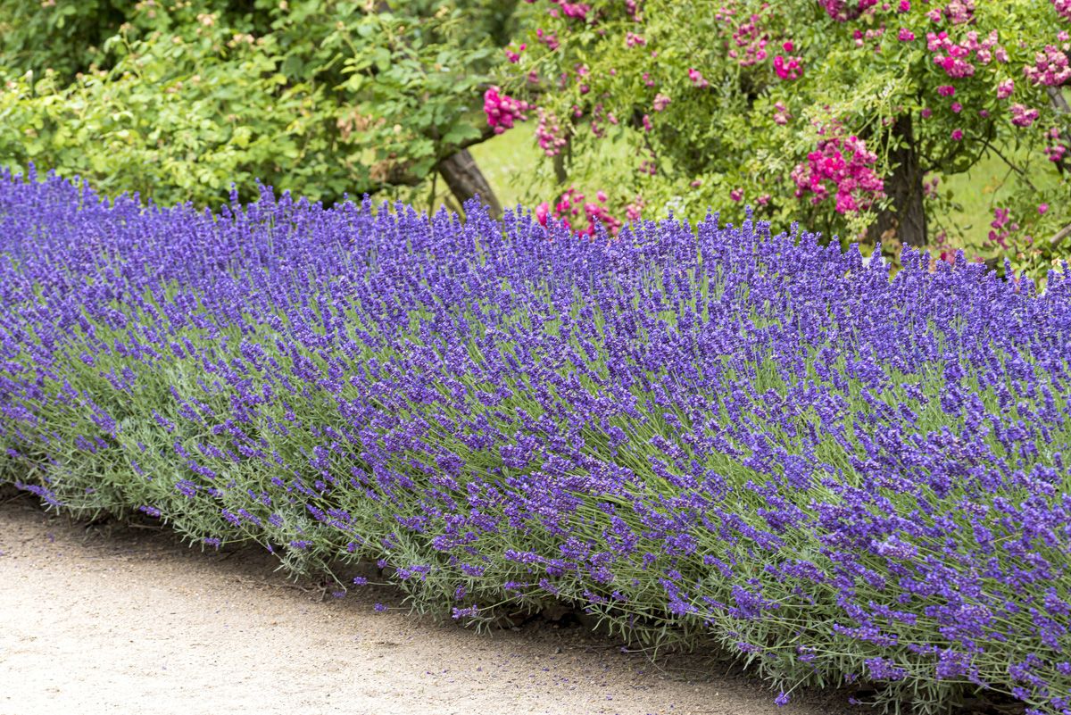 Lavendel Dwarf Blue