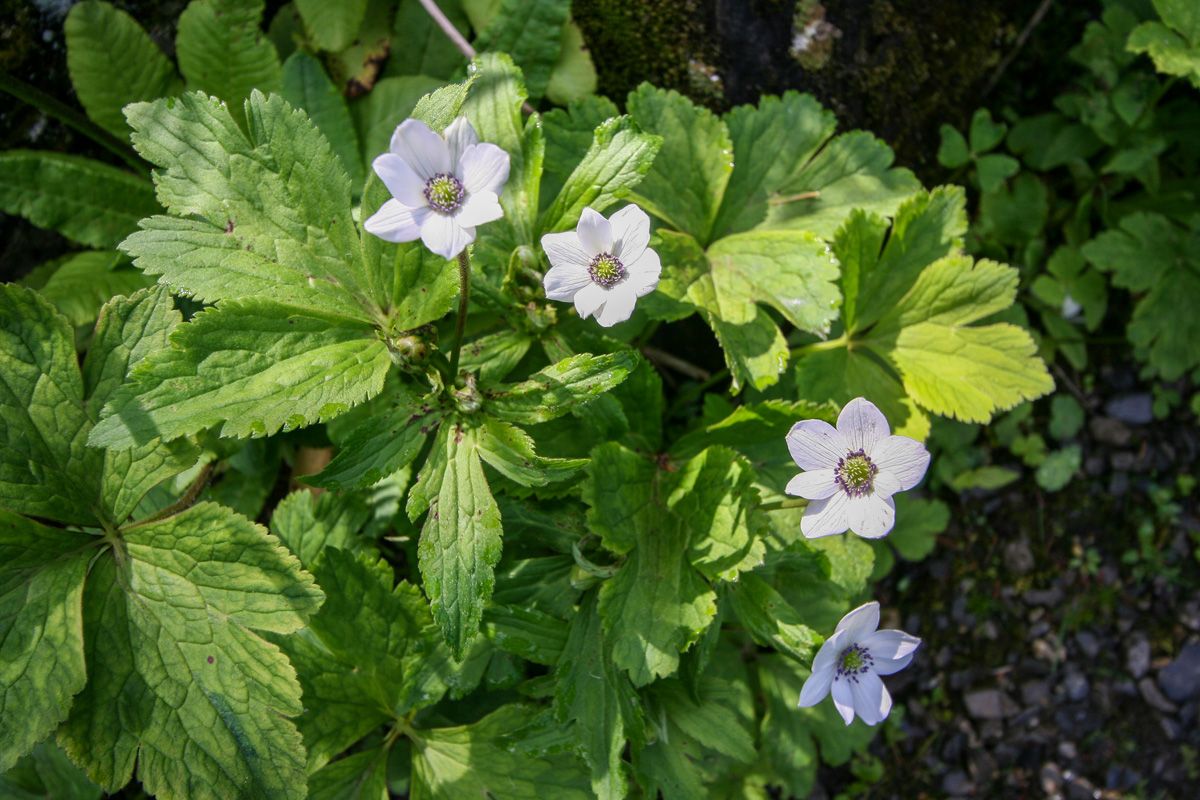 Bachanemone Bachanemone