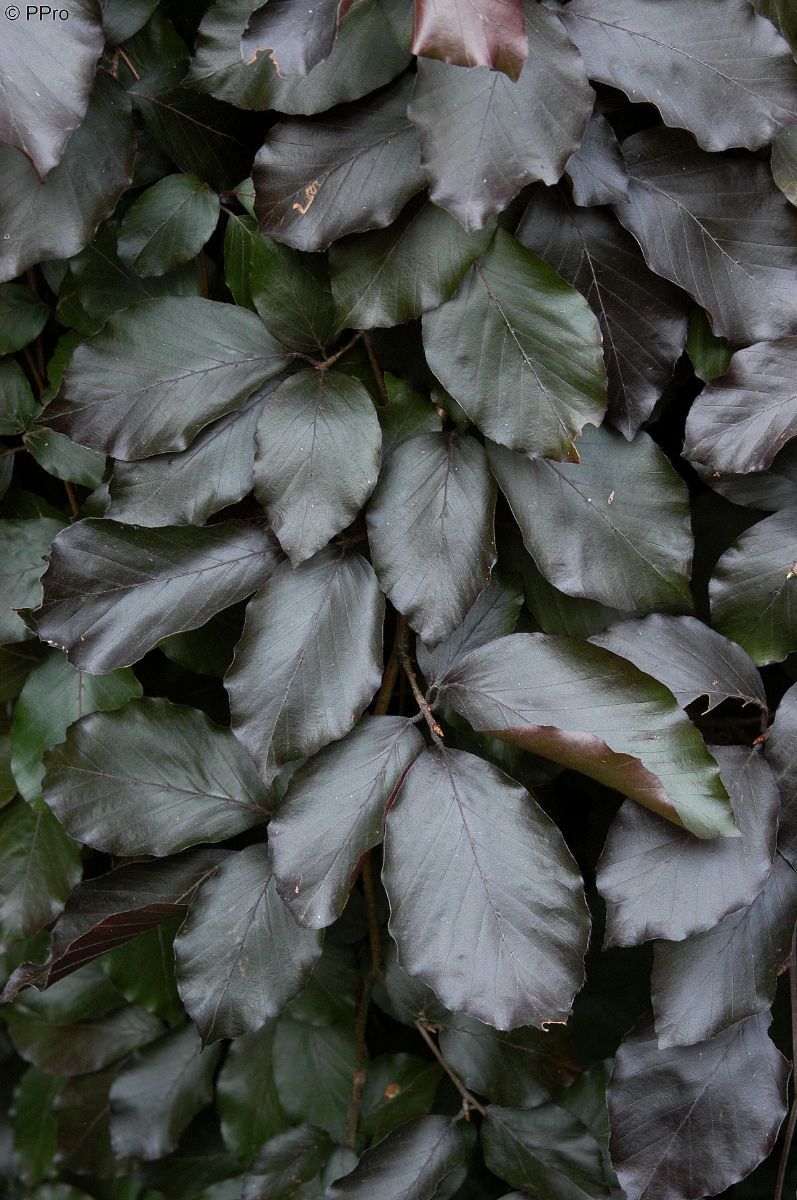 Hängeblutbuche Hängeblutbuche