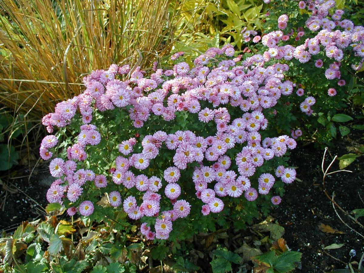 Grönlandmargarite Roseum
