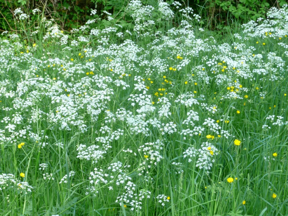 Wiesenkerbel Wiesenkerbel