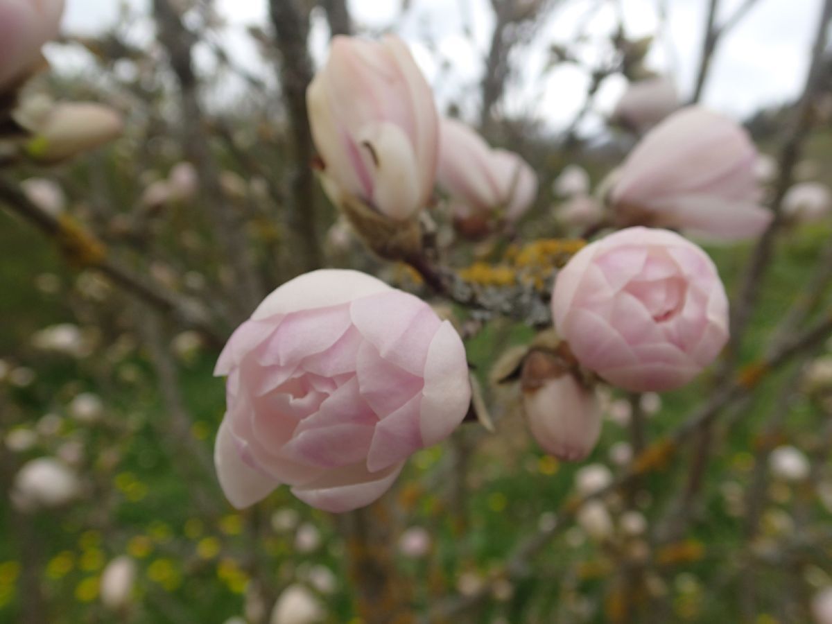 Sternmagnolie