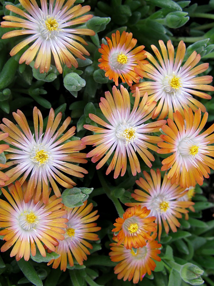 Mittagsblume Jewel of Desert Topaz