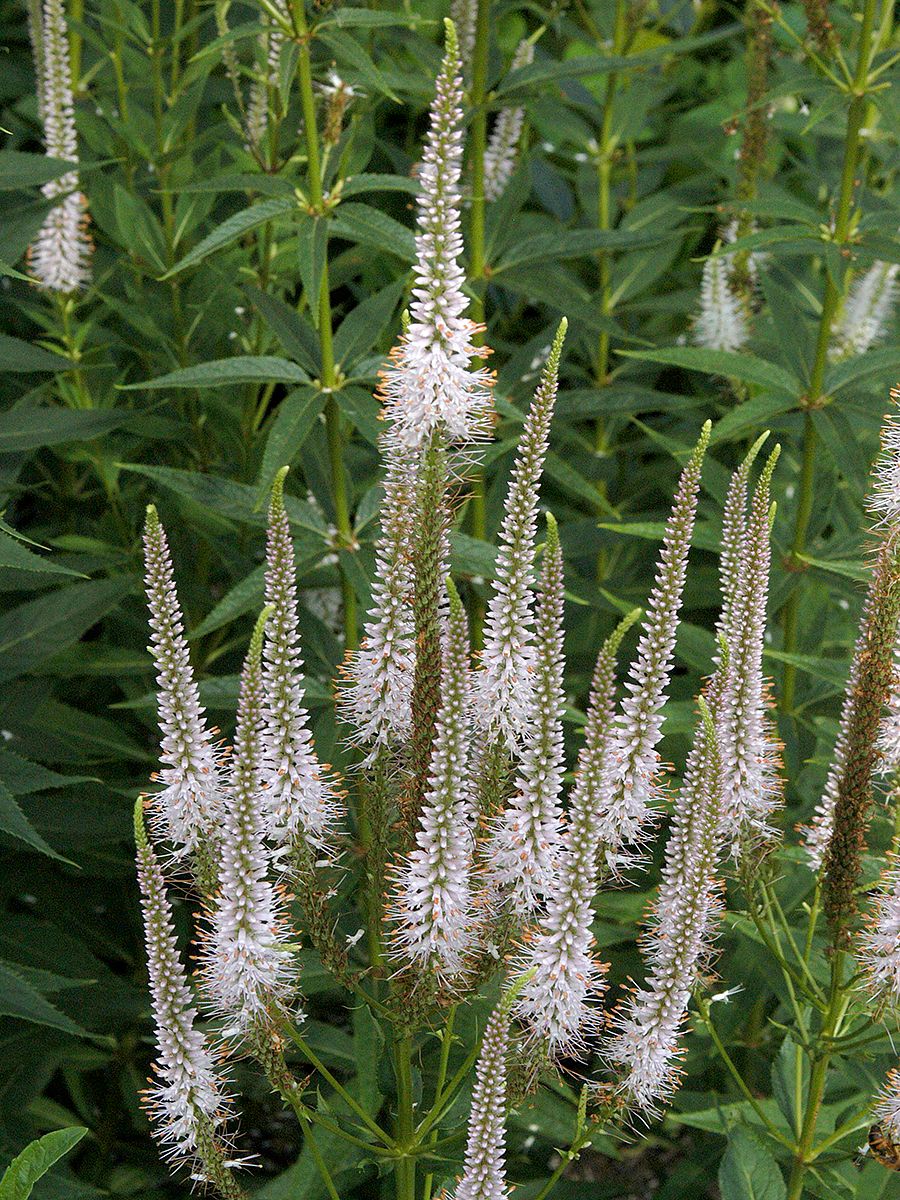 Virginischer Ehrenpreis Lavendelturm Virginischer Ehrenpreis Lavendelturm