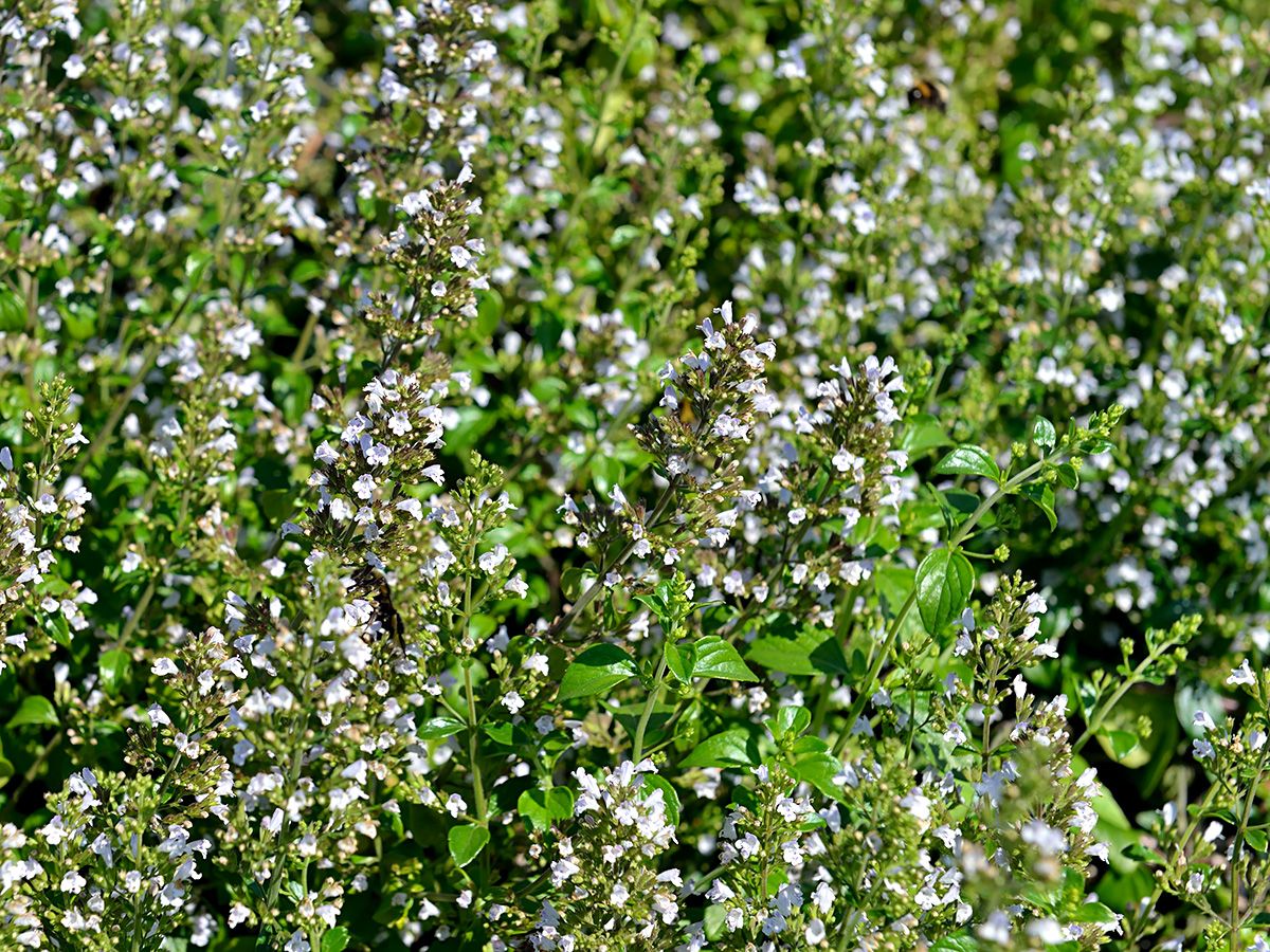 Drüsige Bergminze Drüsige Bergminze